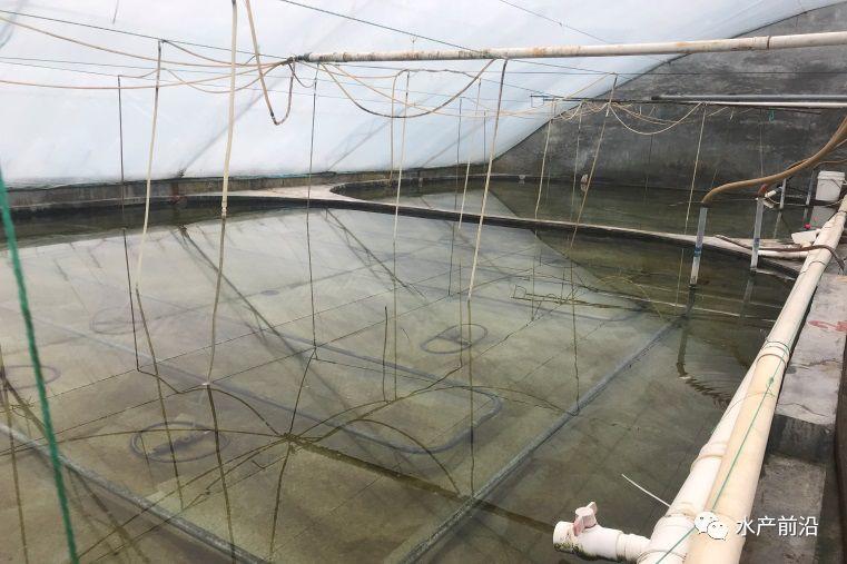 出蝦27斤/立方，連續(xù)三造成功后，工廠化養(yǎng)蝦在他看來并不難！